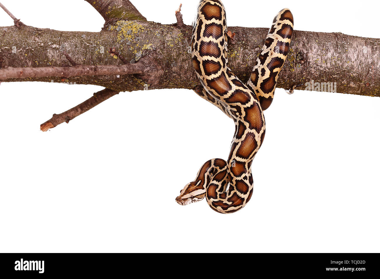 butter ball royal python moorish viper boa snake on a branch with ...