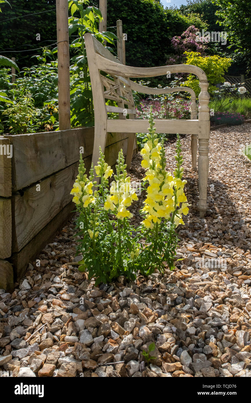 Yellow snapdragons (Antirrhinum) that have self-seeded into a gravel path beside a garden bench. Stock Photo