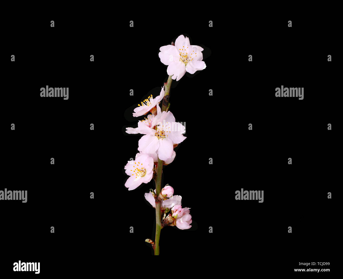 Branch Cherry Blossoms Spring Flower Black Background Stock Photo