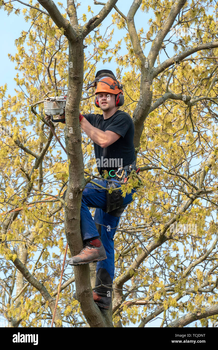 Arborist or tree Surgeon cutting a branch up a tree using a chainsaw ...