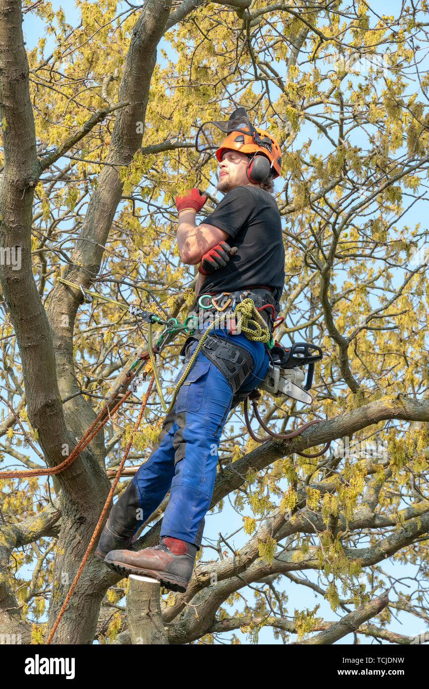 Arborist tree hi-res stock photography and images - Alamy