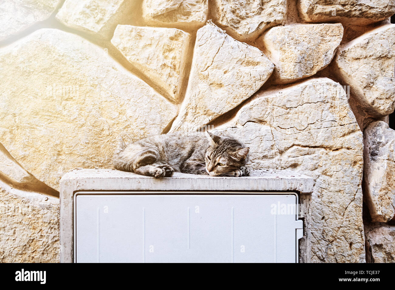 young cat relaxing outdoors  in front of natural stone wall Stock Photo