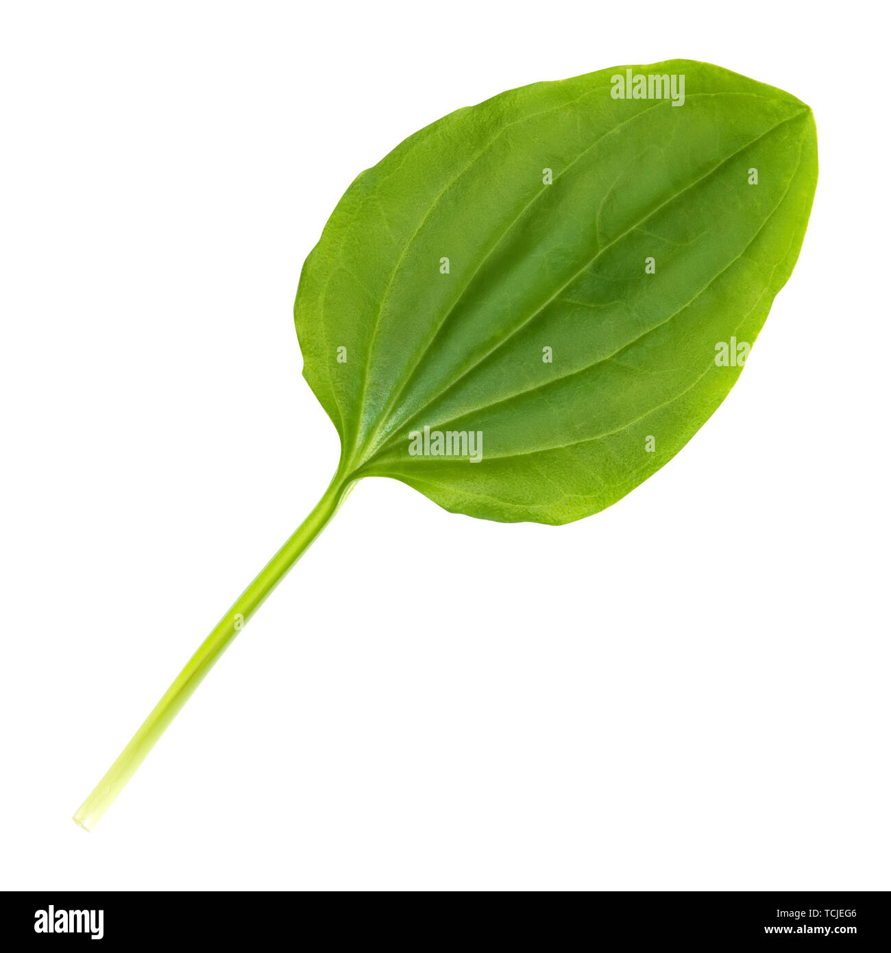 Plantain leaf is isolated on a white background. Stock Photo