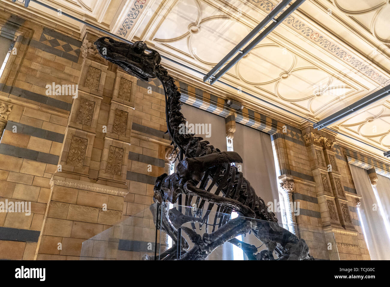Natural History Museum in London, UK Stock Photo - Alamy