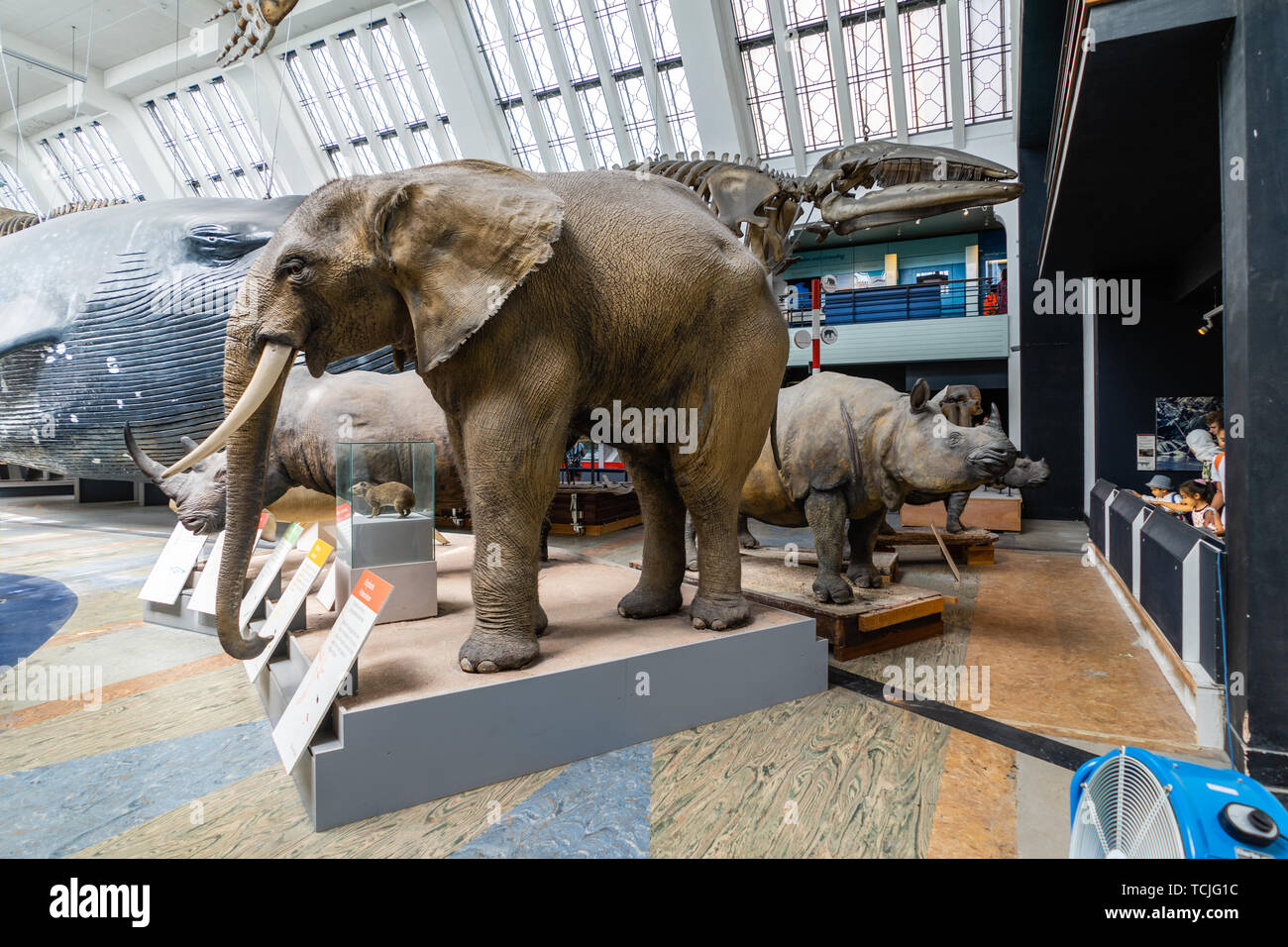 Natural History Museum in London, UK Stock Photo - Alamy