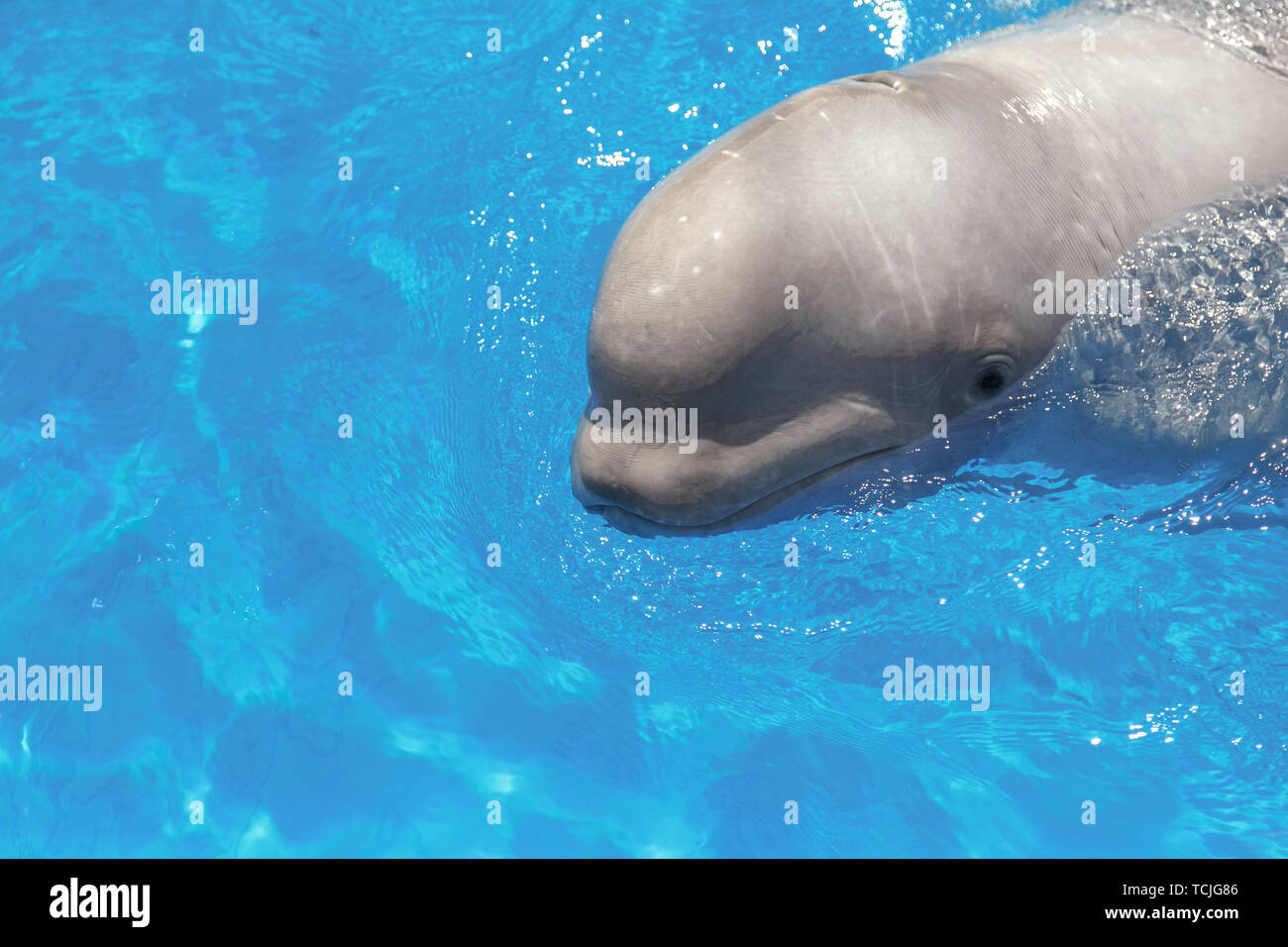 beluga whale (white whale) in water Stock Photo Alamy