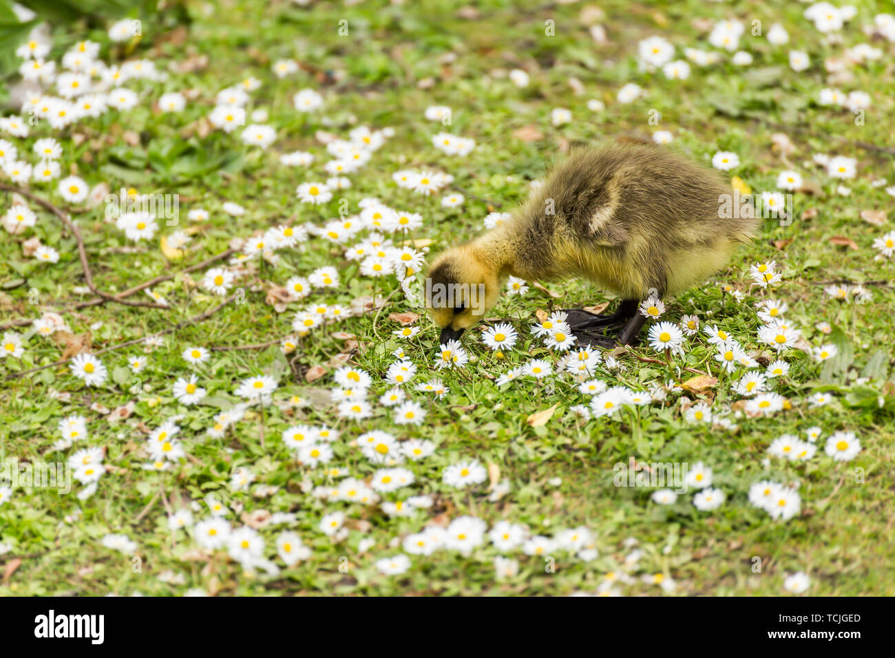 Baby gosling pecking the ground for food Stock Photo