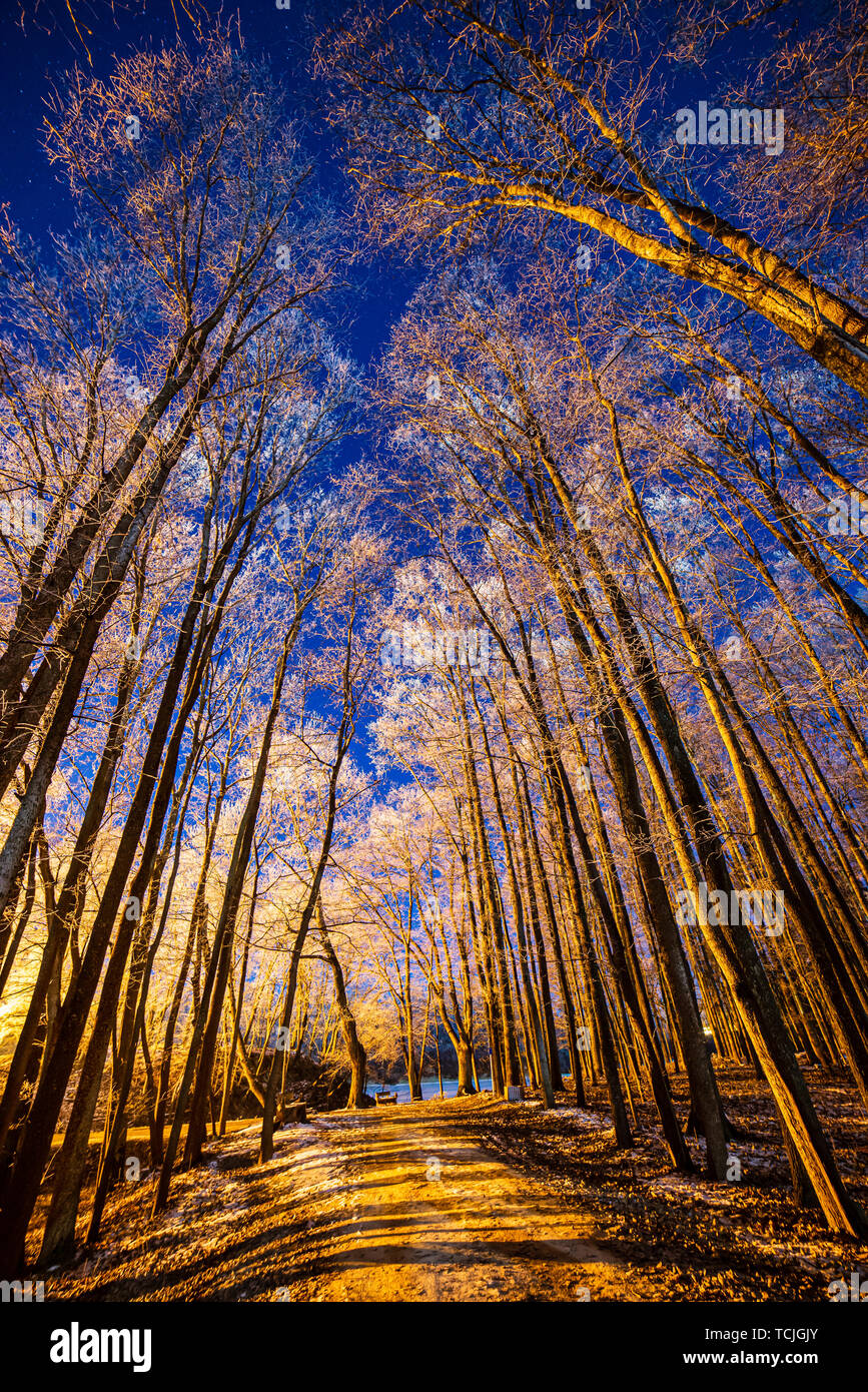 tree trunk texture wall in forest with rhythm pattern under blue sky ...