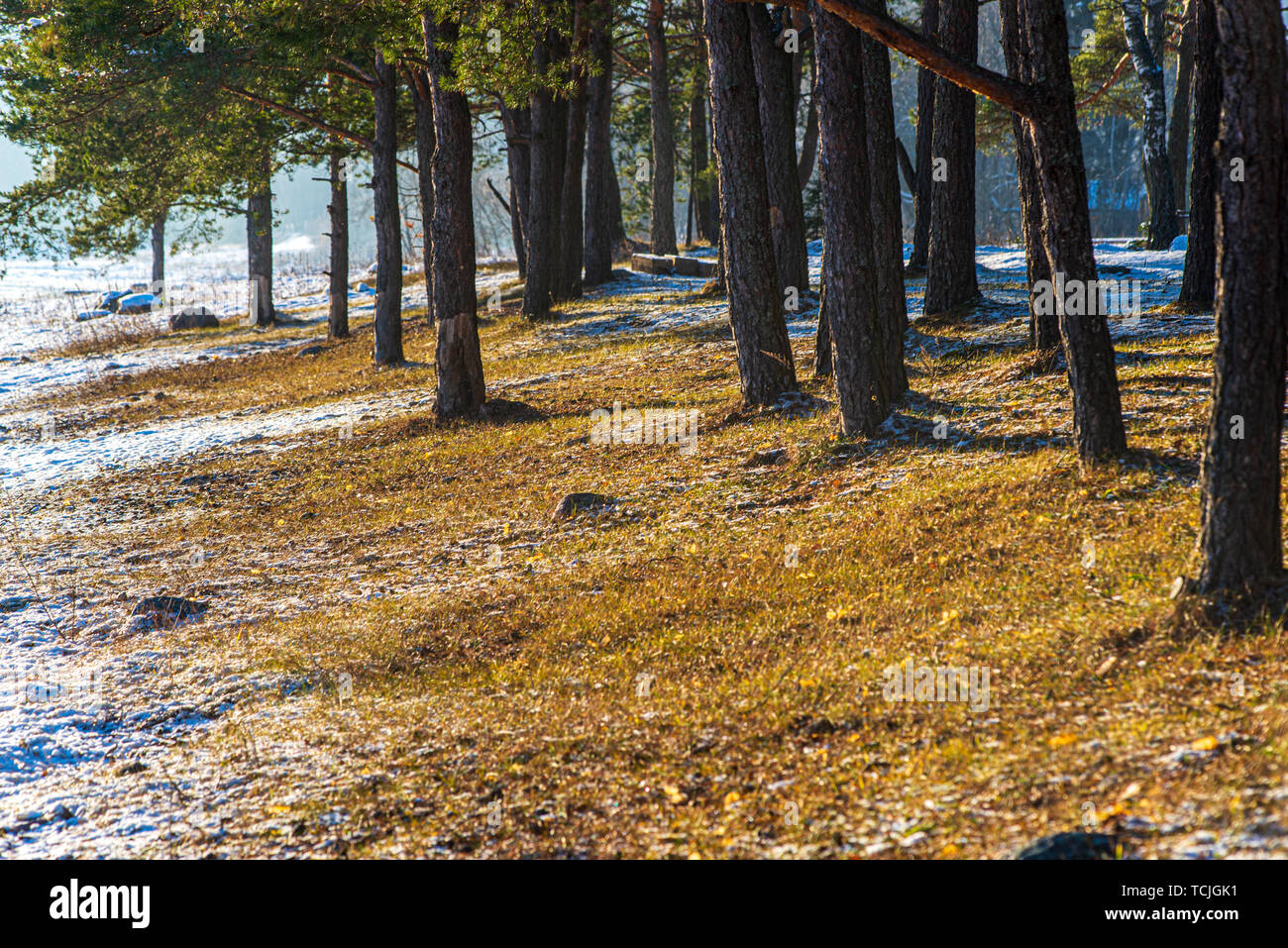 tree trunk texture wall in forest with rhythm pattern under blue sky ...