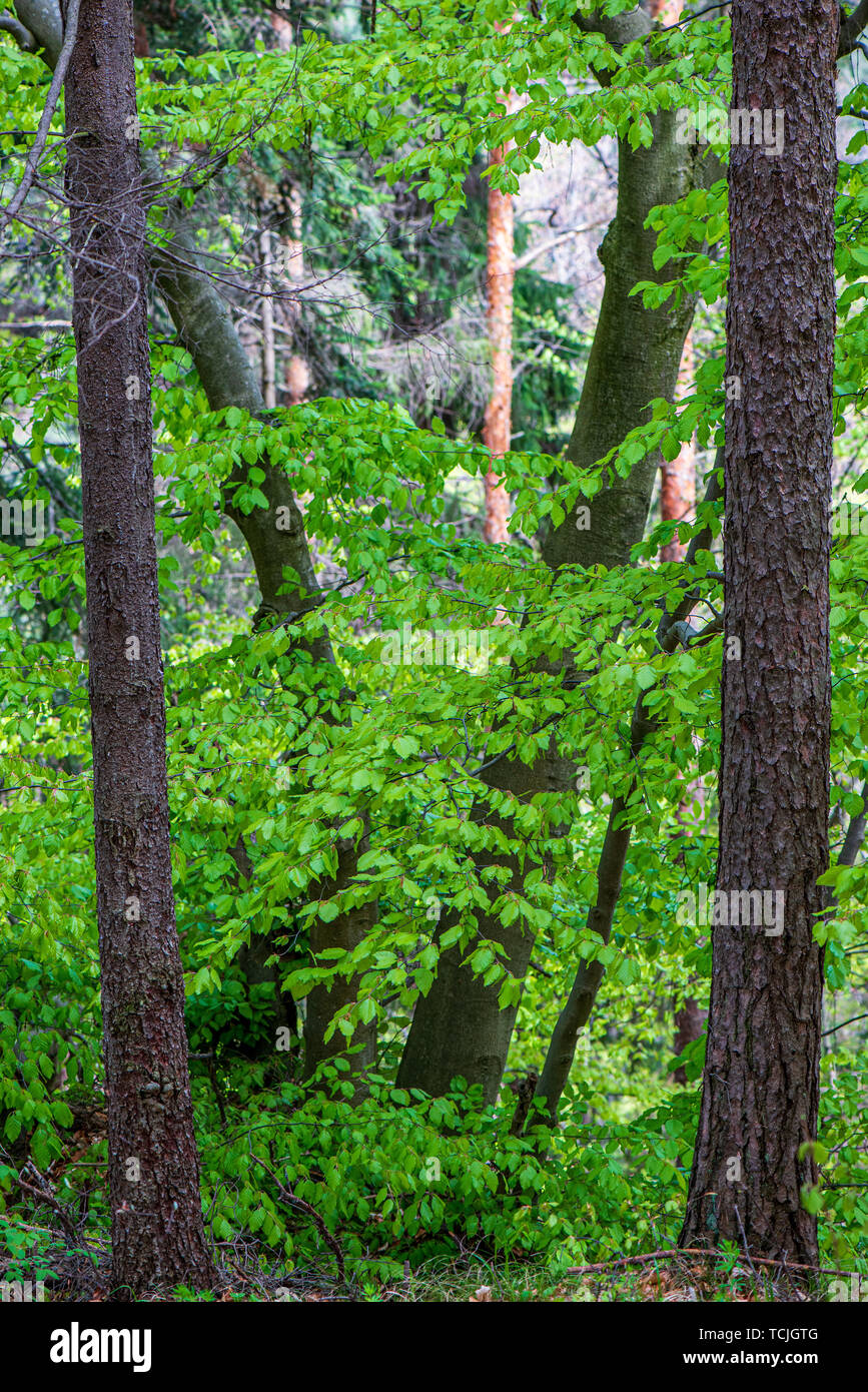 tree trunk texture wall in forest with rhythm pattern under blue sky ...
