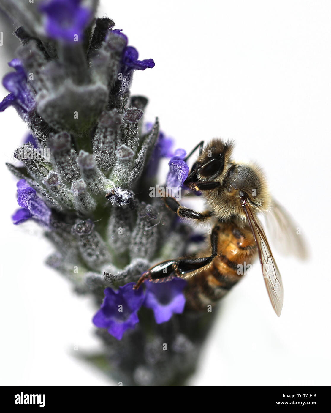 big bee sucks a lavender flower Stock Photo