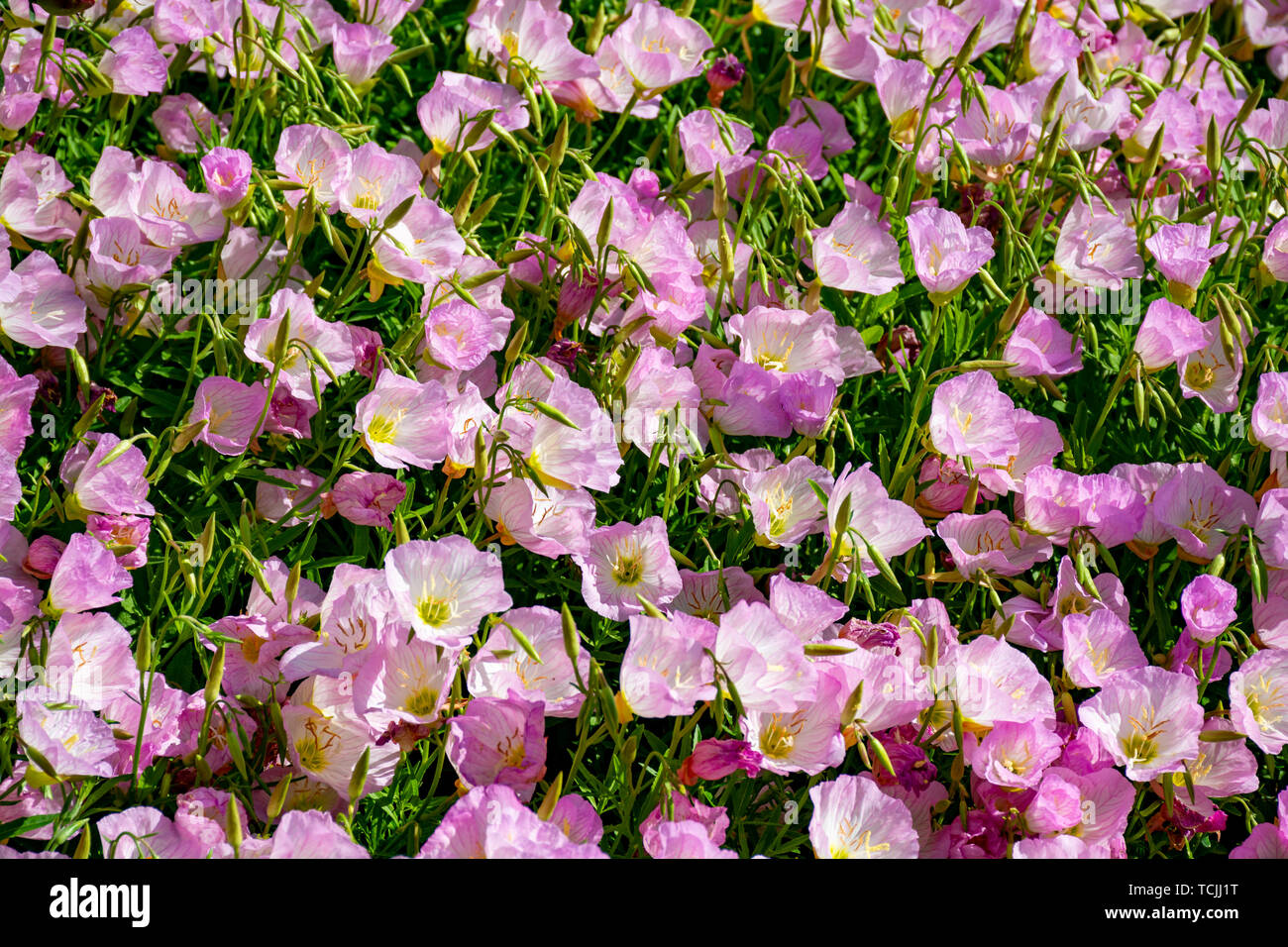tønde Syndicate kedelig Blossom of pink bellflowers campanula flowers in garden, nature background  close up Stock Photo - Alamy