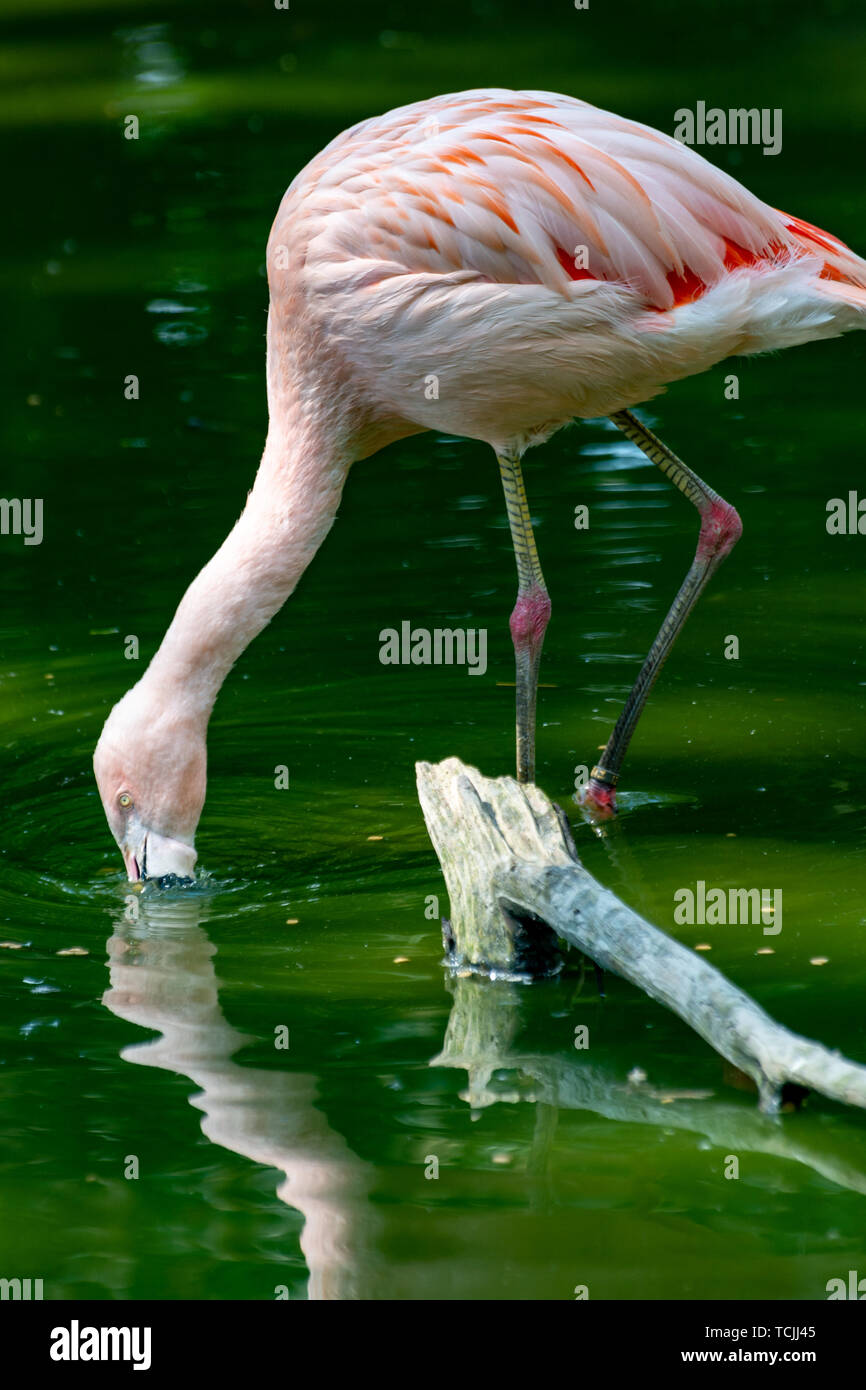 Big beautiful bird rose hi-res stock photography and images - Alamy