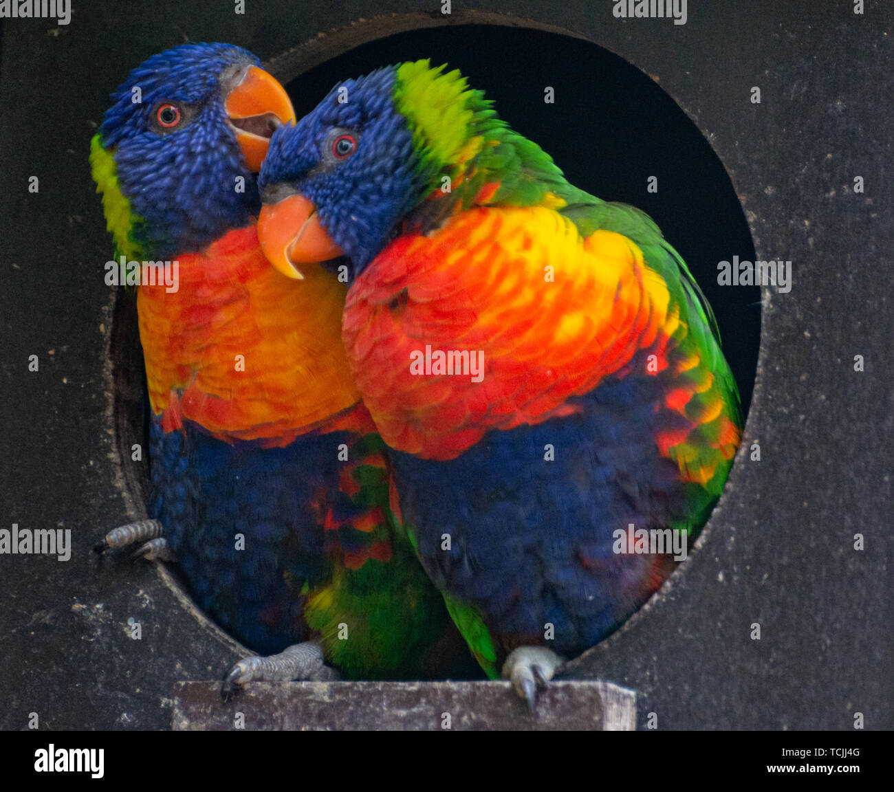 Blue mountain lorikeet hires stock photography and images Alamy