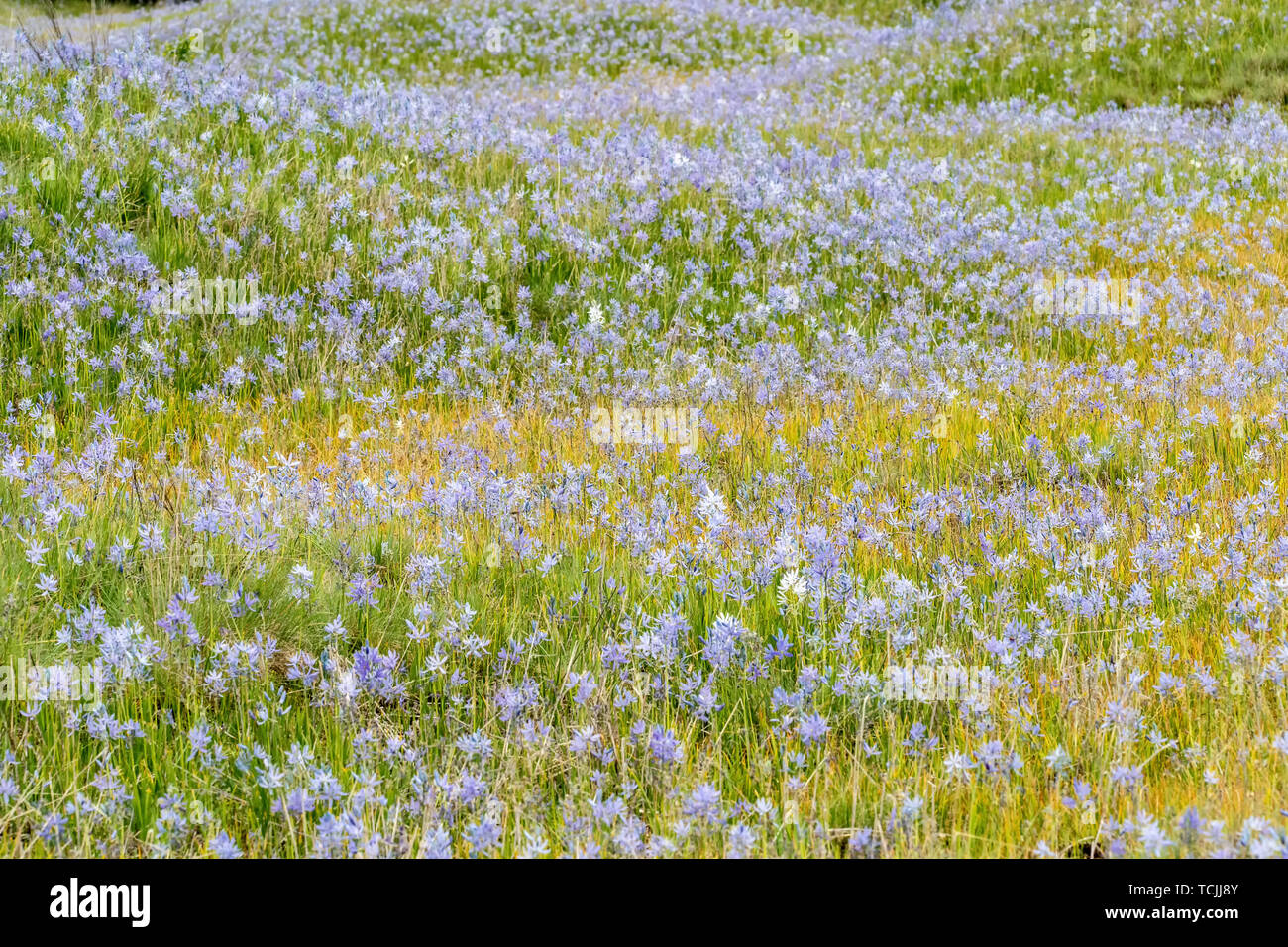 Mima Mounds Natural Area Preserve near Olympia, Washington, USA.  Field of Common Camas wildflowers. Stock Photo