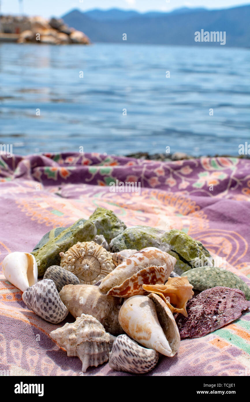 Colorful collection of different sea shells collected on small beach on  Peloponnese, Greece close up Stock Photo - Alamy, image size:866x1390