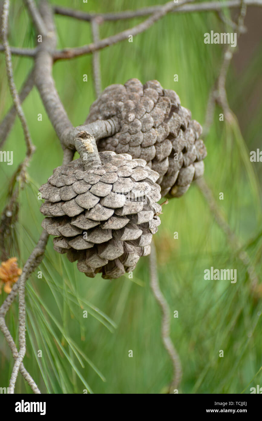 Christmas background with pine tree cones close up Stock Photo - Alamy