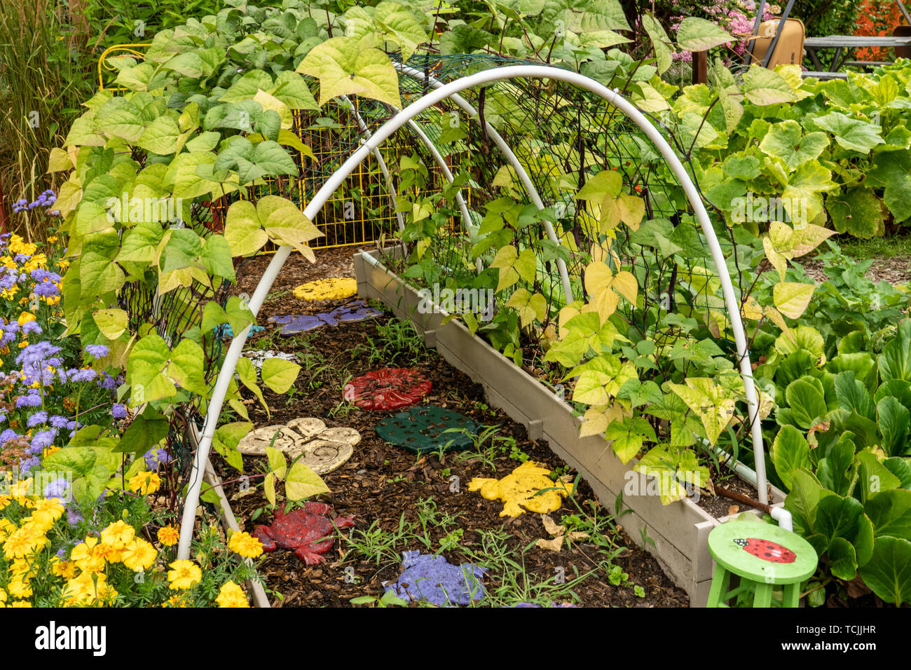 Bellevue, Washington, USA. Violet Podded Stringless pole beans grown on
