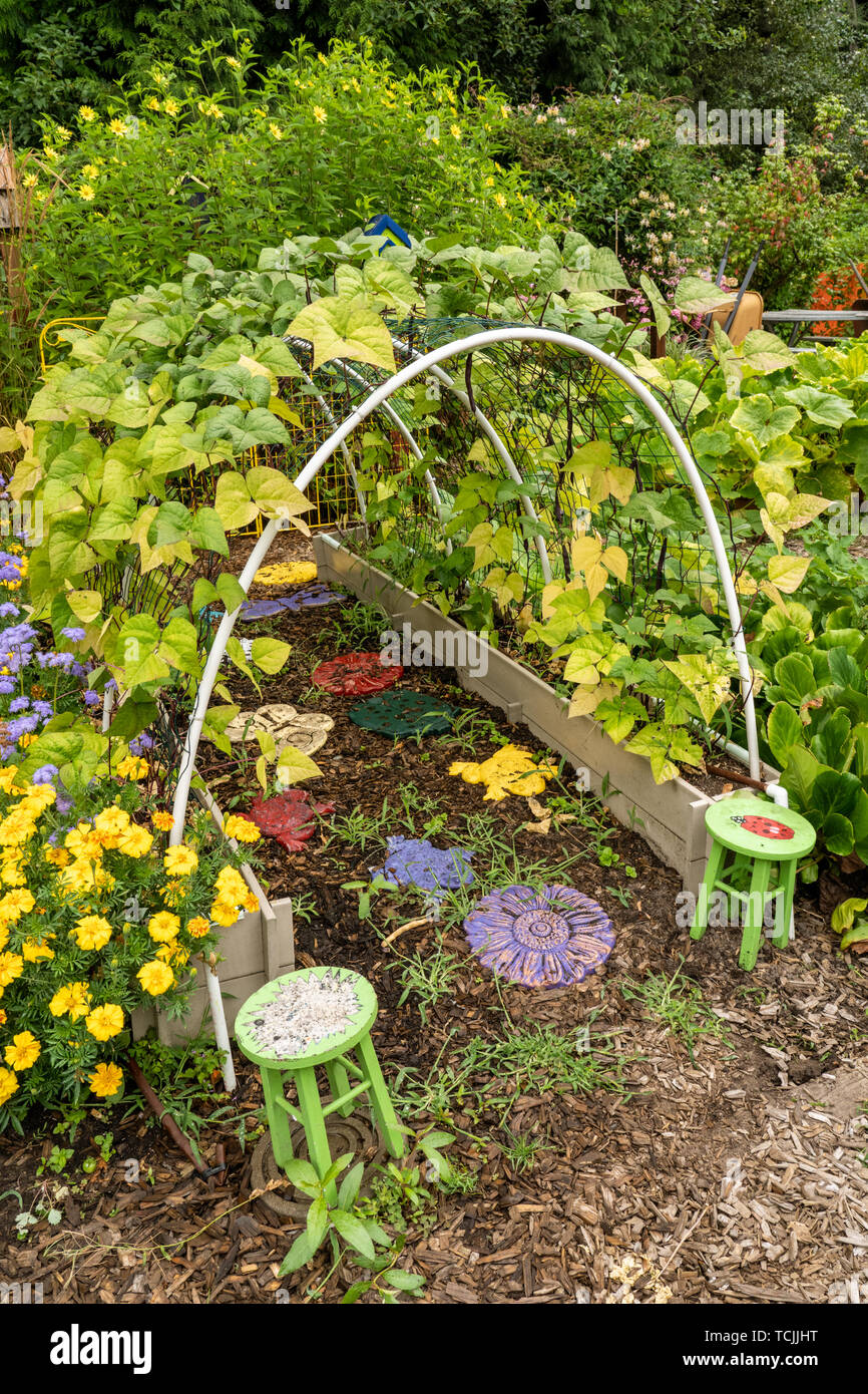 Bellevue, Washington, USA. Violet Podded Stringless pole beans grown on