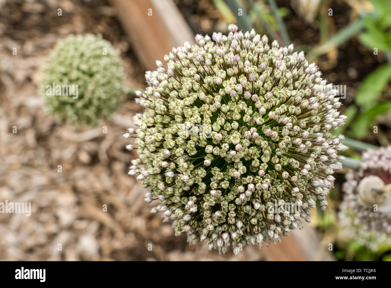 Bellevue, Washington, USA. Onion plant bolting (gone to seed Stock