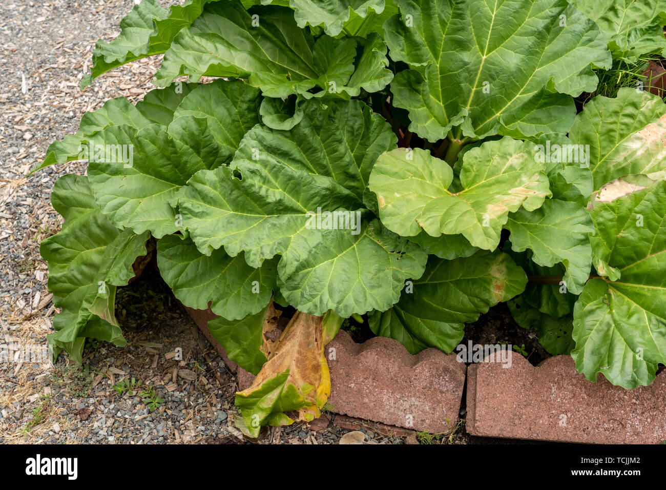 Bellevue, Washington, USA. Rhubarb plants growing in a small garden