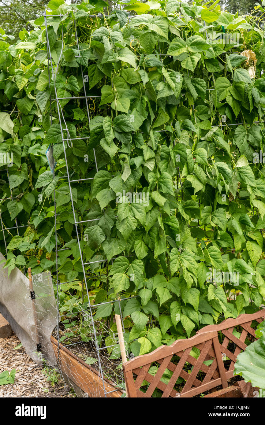 Romano green bean hires stock photography and images Alamy