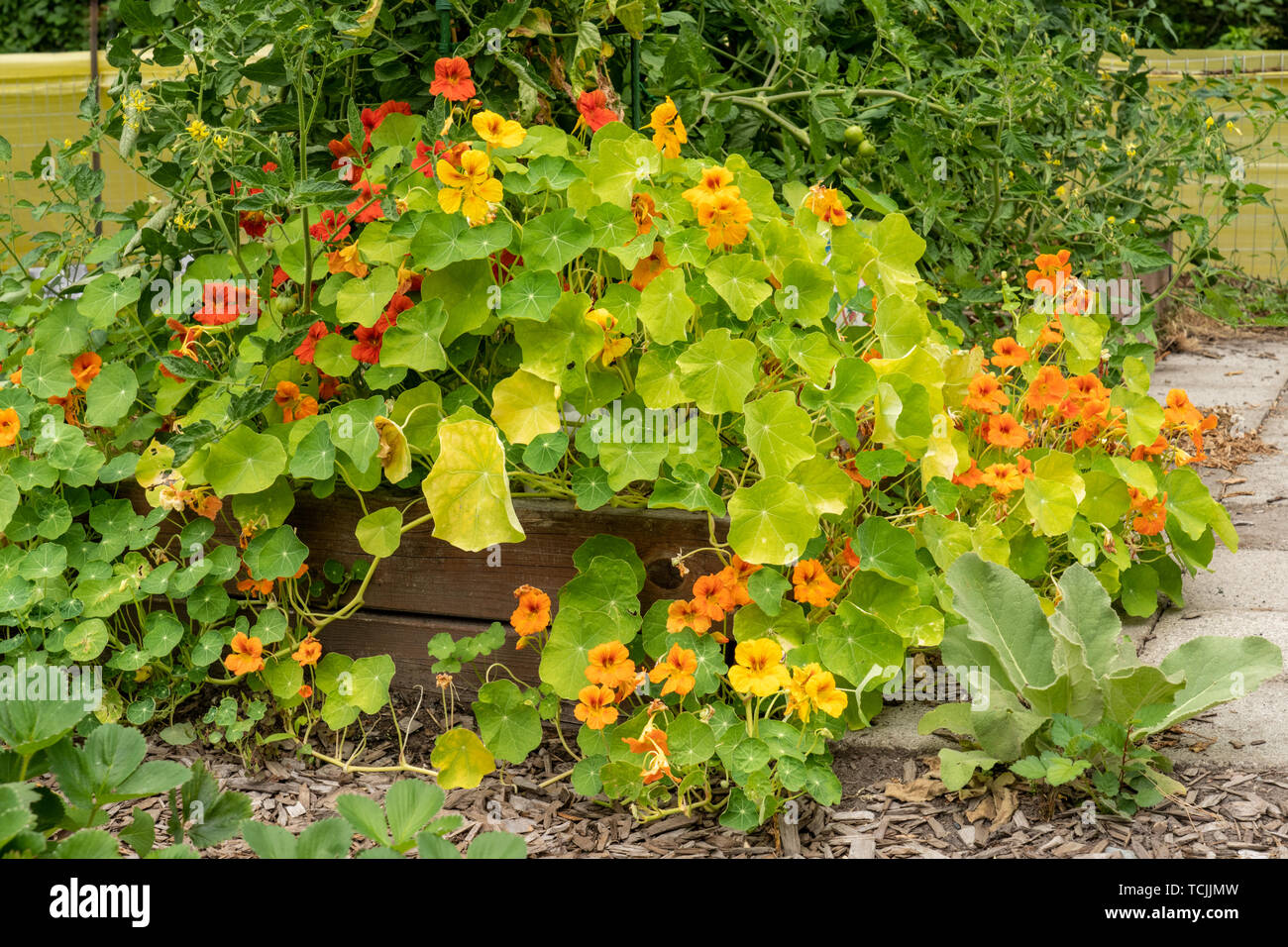 Companion planting hires stock photography and images Alamy