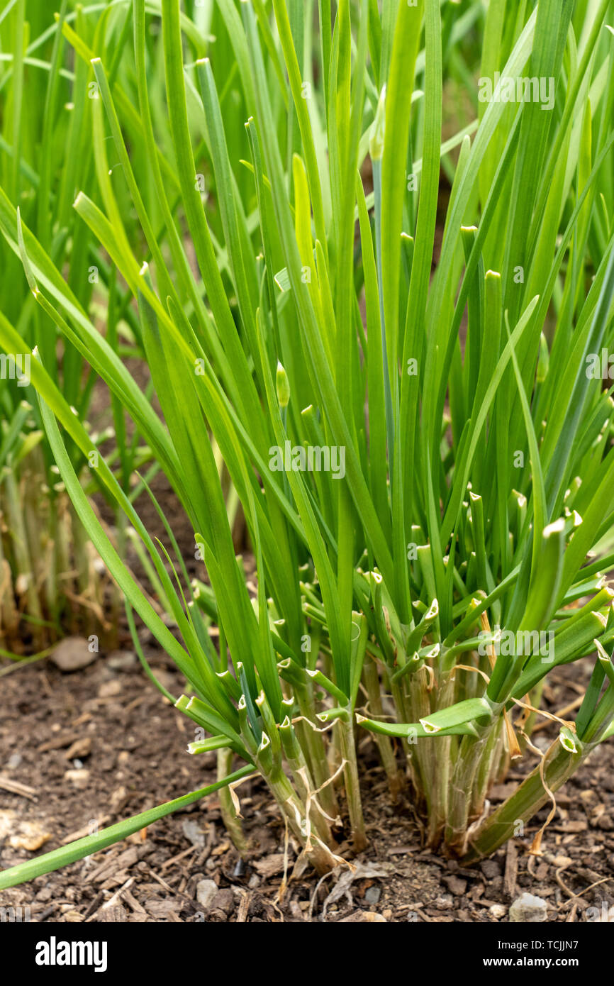 Bellevue, Washington, USA.  Garlic Chive plants, also known as Asian Chives, Chinese Chives, Chinese Leeks and Oriental Garlic. Stock Photo