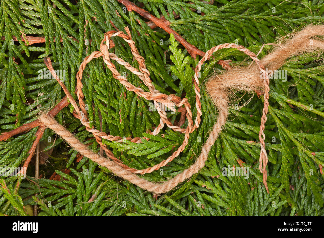 Handmade twine / cordage from the inner bark of a Western Red Cedar tree, lying on Western Red Cedar branches Stock Photo