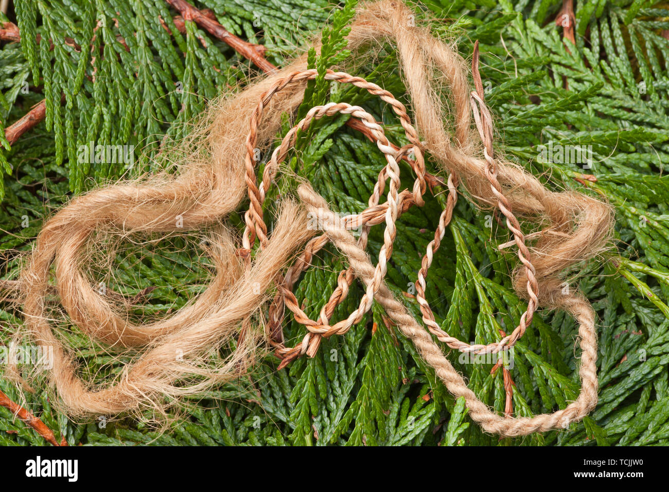 Handmade cordage / twine from the inner bark of a Western Red Cedar tree, lying on Western Red Cedar branchlets. Stock Photo