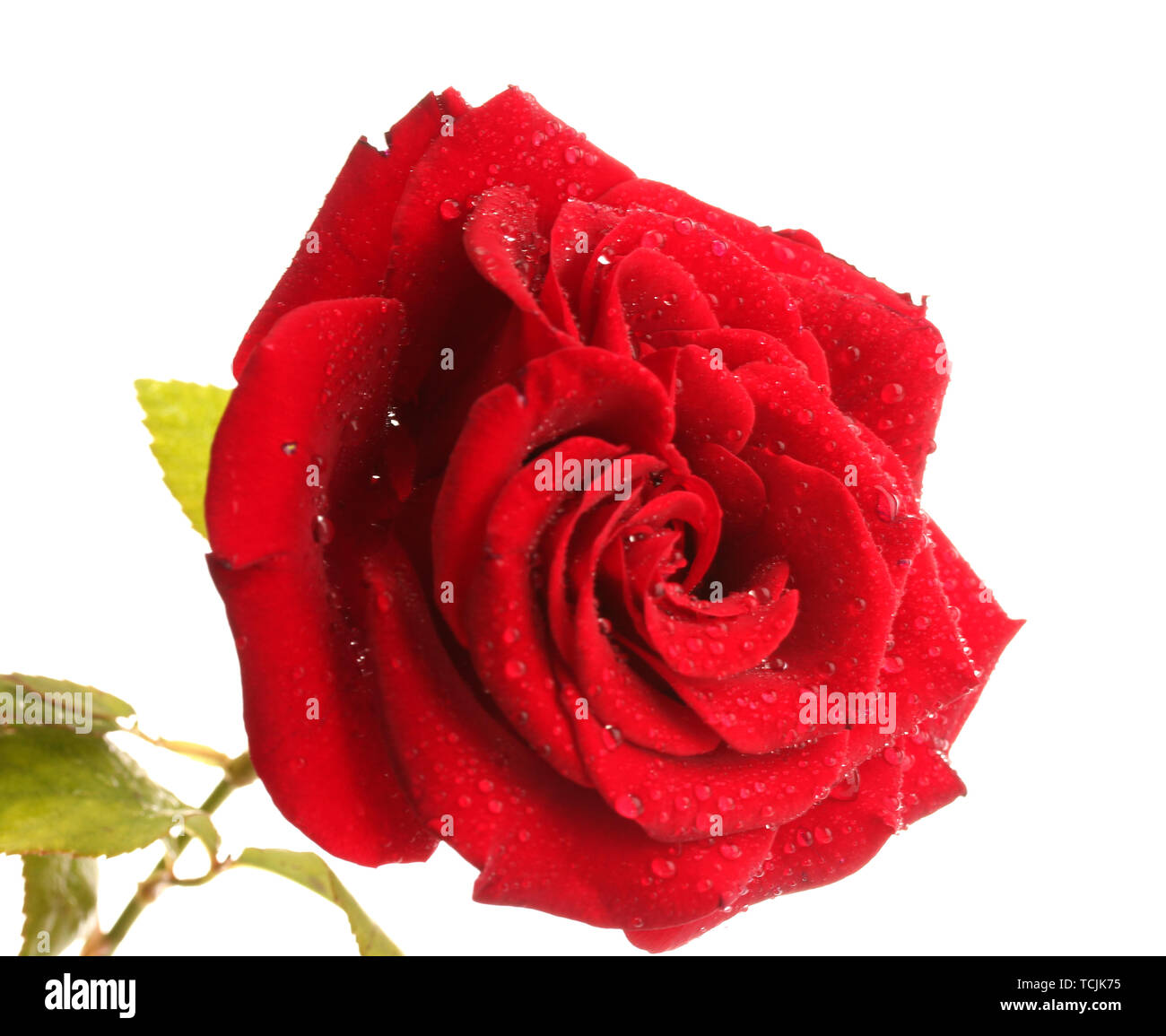 red rose isolated on white Stock Photo - Alamy
