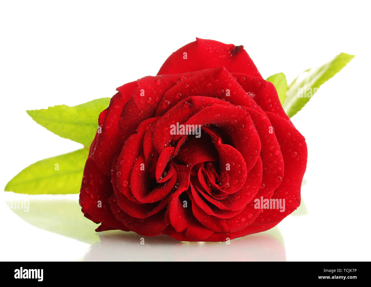 red rose isolated on white Stock Photo - Alamy