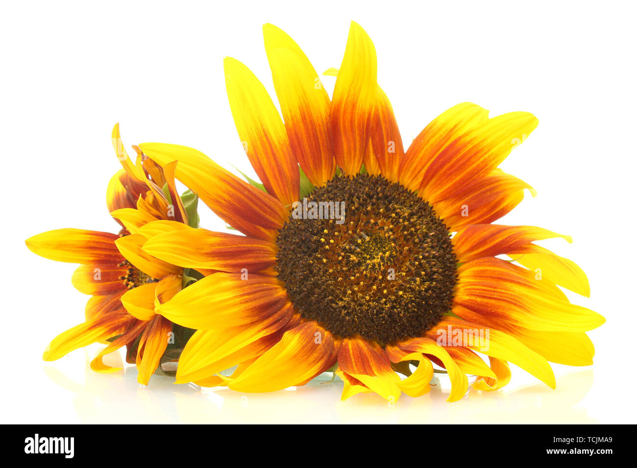 beautiful sunflowers , isolated on white Stock Photo