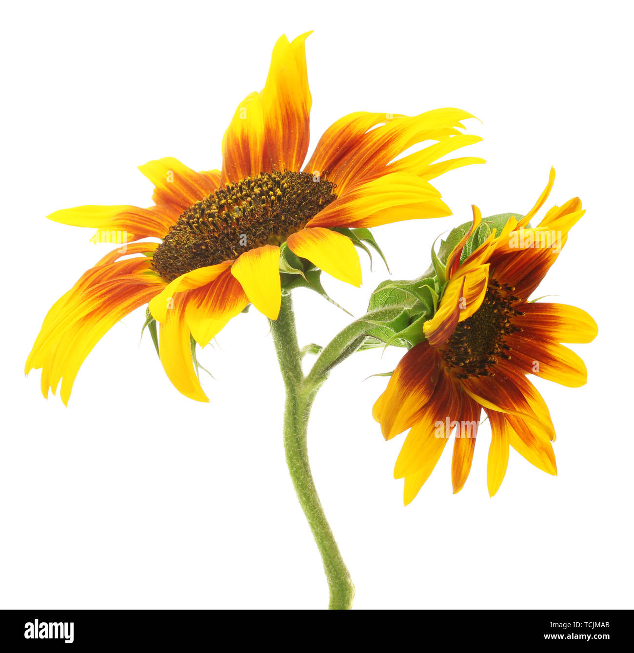 beautiful sunflowers , isolated on white Stock Photo