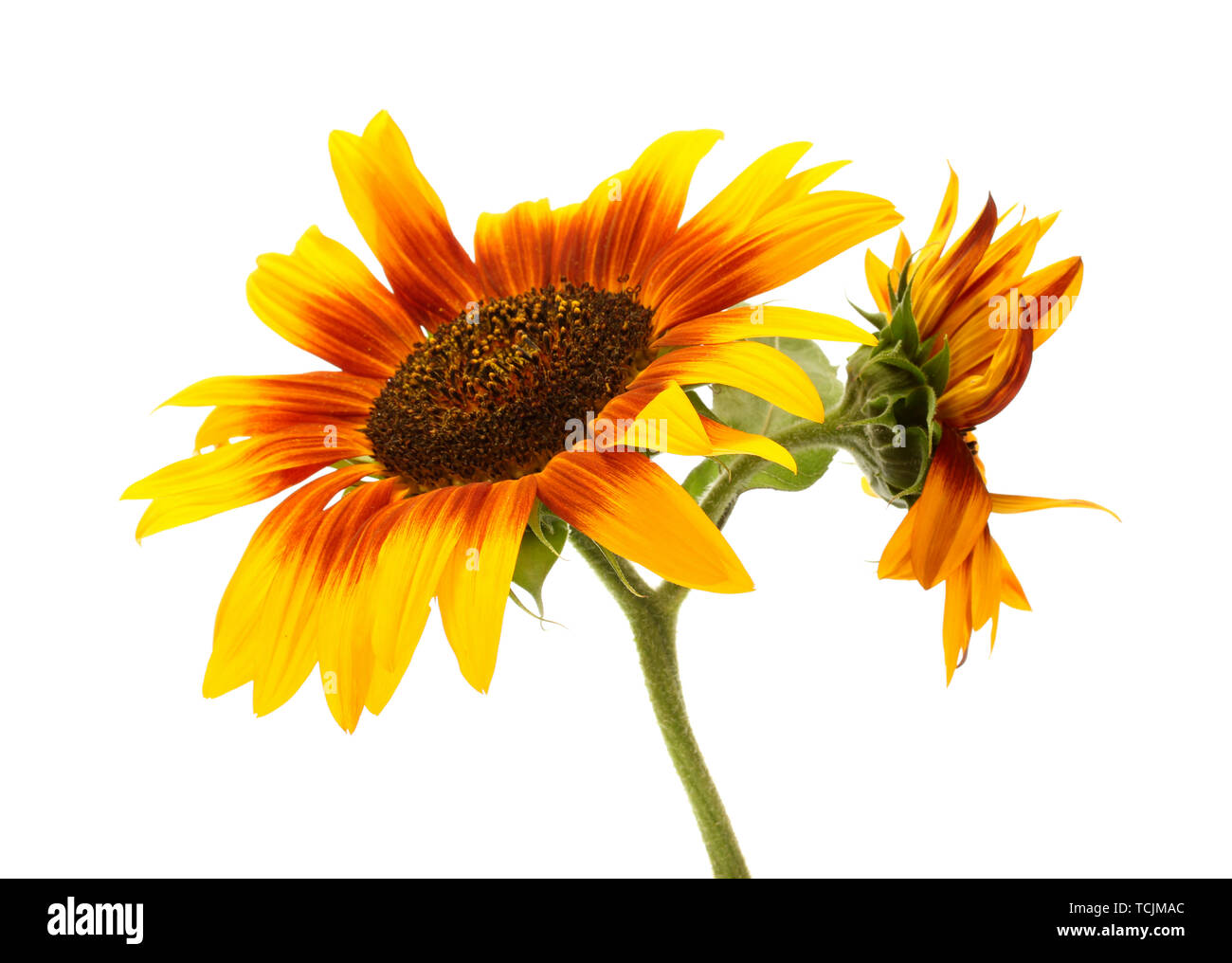 beautiful sunflowers , isolated on white Stock Photo