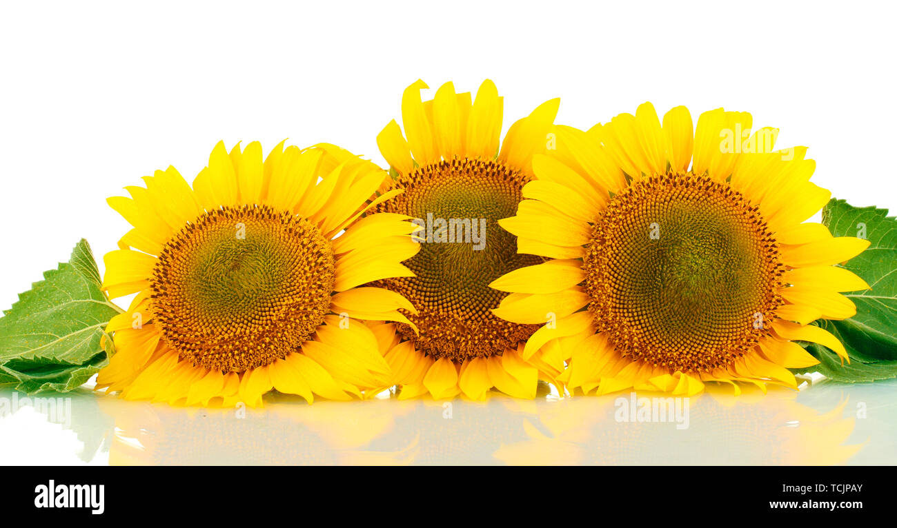 sunflowers isolated on white Stock Photo - Alamy