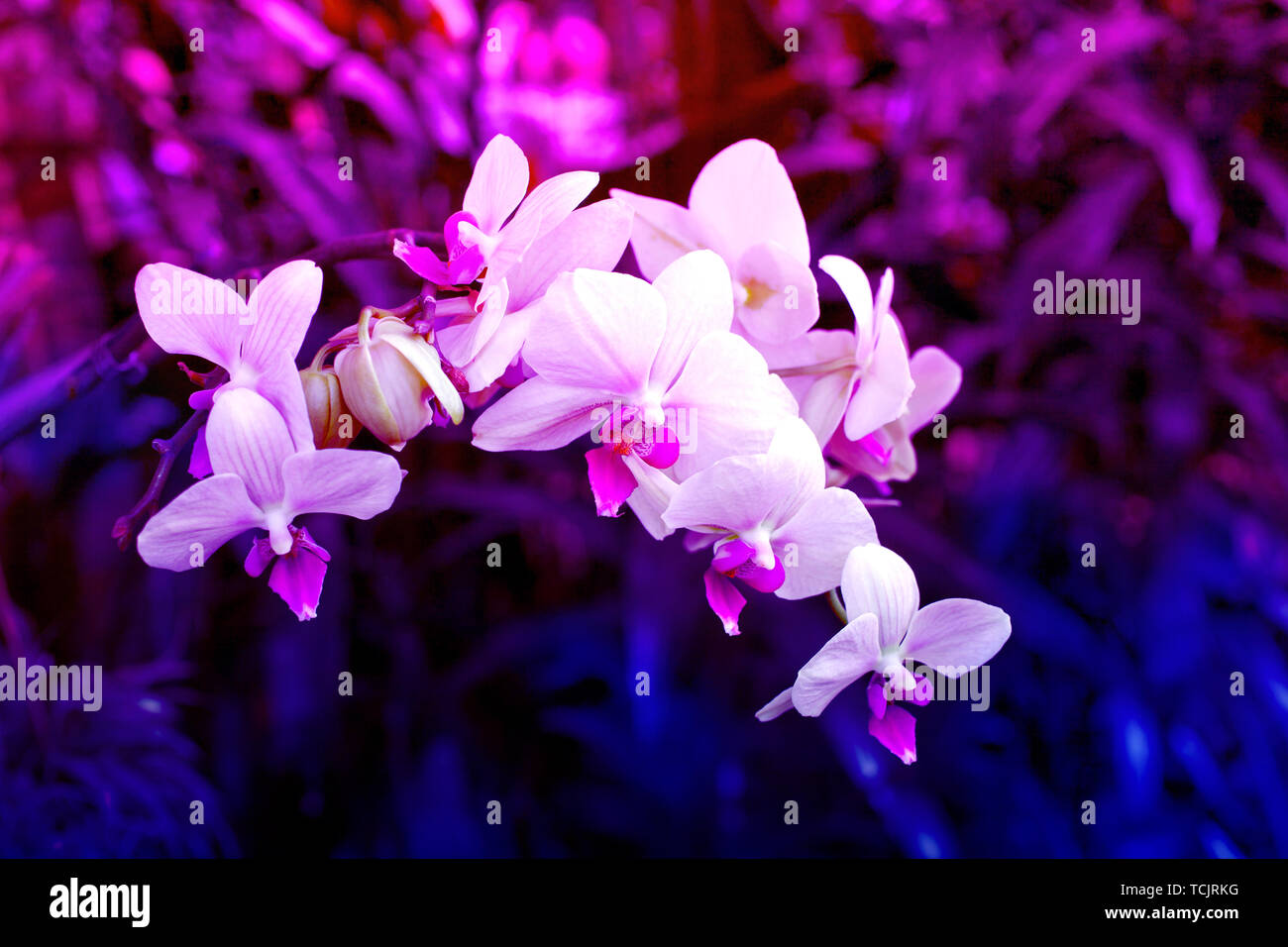 Neon toned orchid flowers Background. Jungle purple pink lights composition  Stock Photo - Alamy