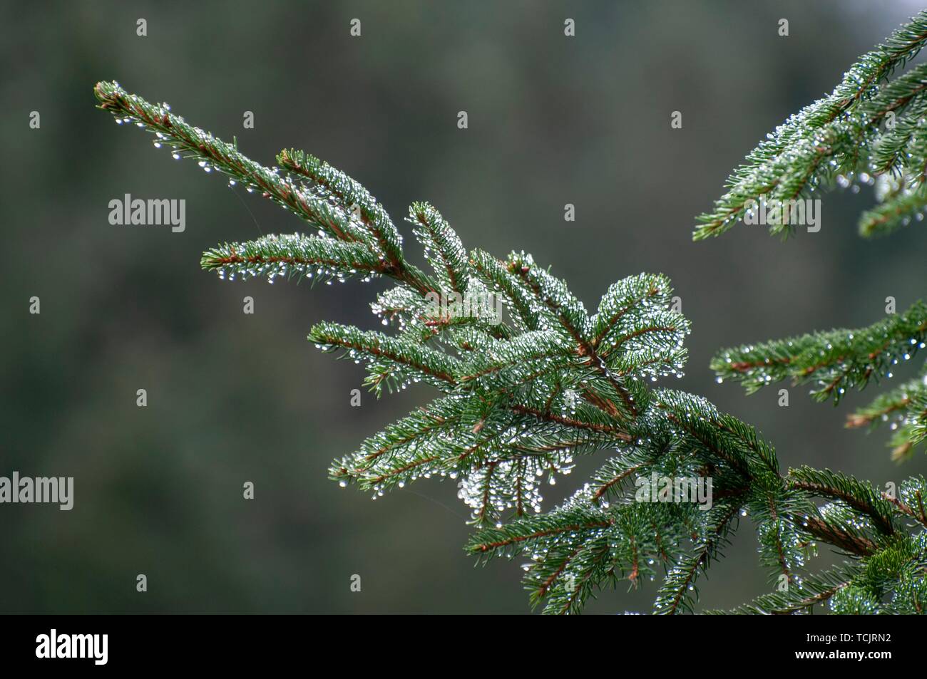 Dew covered fir (Abies sp.) needles Stock Photo