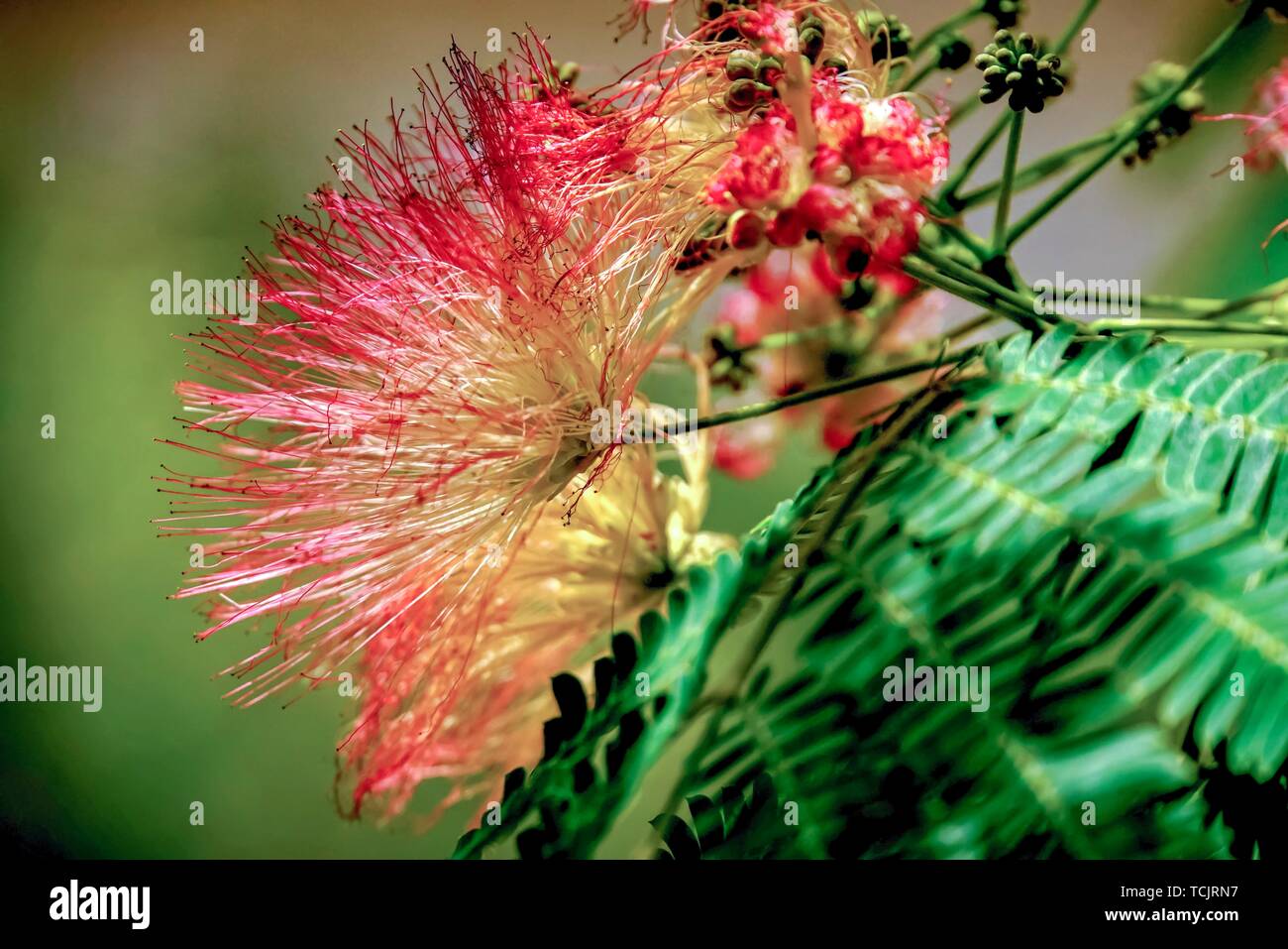 Flowering Calliandra harrisii bush Stock Photo