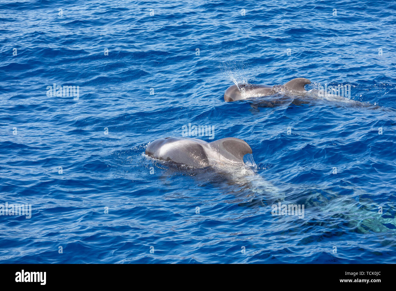 Group of pilot whales in atlantic ocean tenerife canary islands whale ...