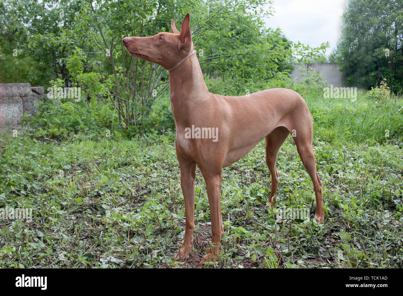 Pharaoh hound is standing on a green meadow. Pet animals. Stock Photo