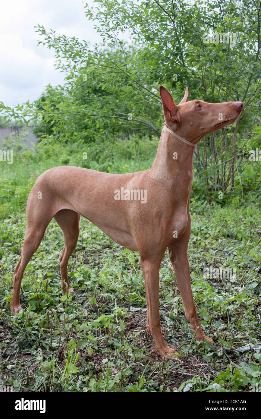 Cute pharaoh hound is standing on a green meadow. Kelb tal-Fenek or rabbit dog. Pet animals. Stock Photo