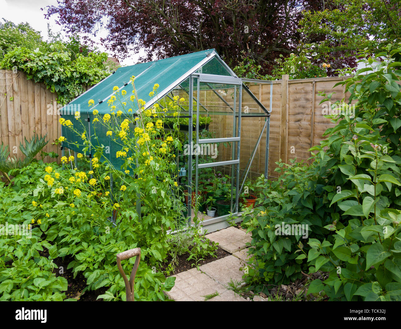 An amateur gardener's vegetable garden and greenhouse in early summer. Stock Photo