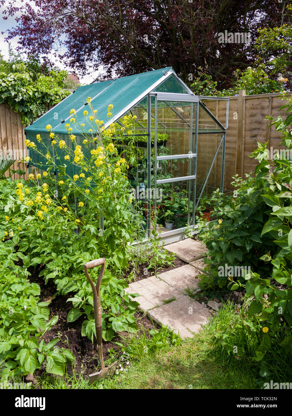 An amateur gardener's vegetable garden and greenhouse in early summer ...