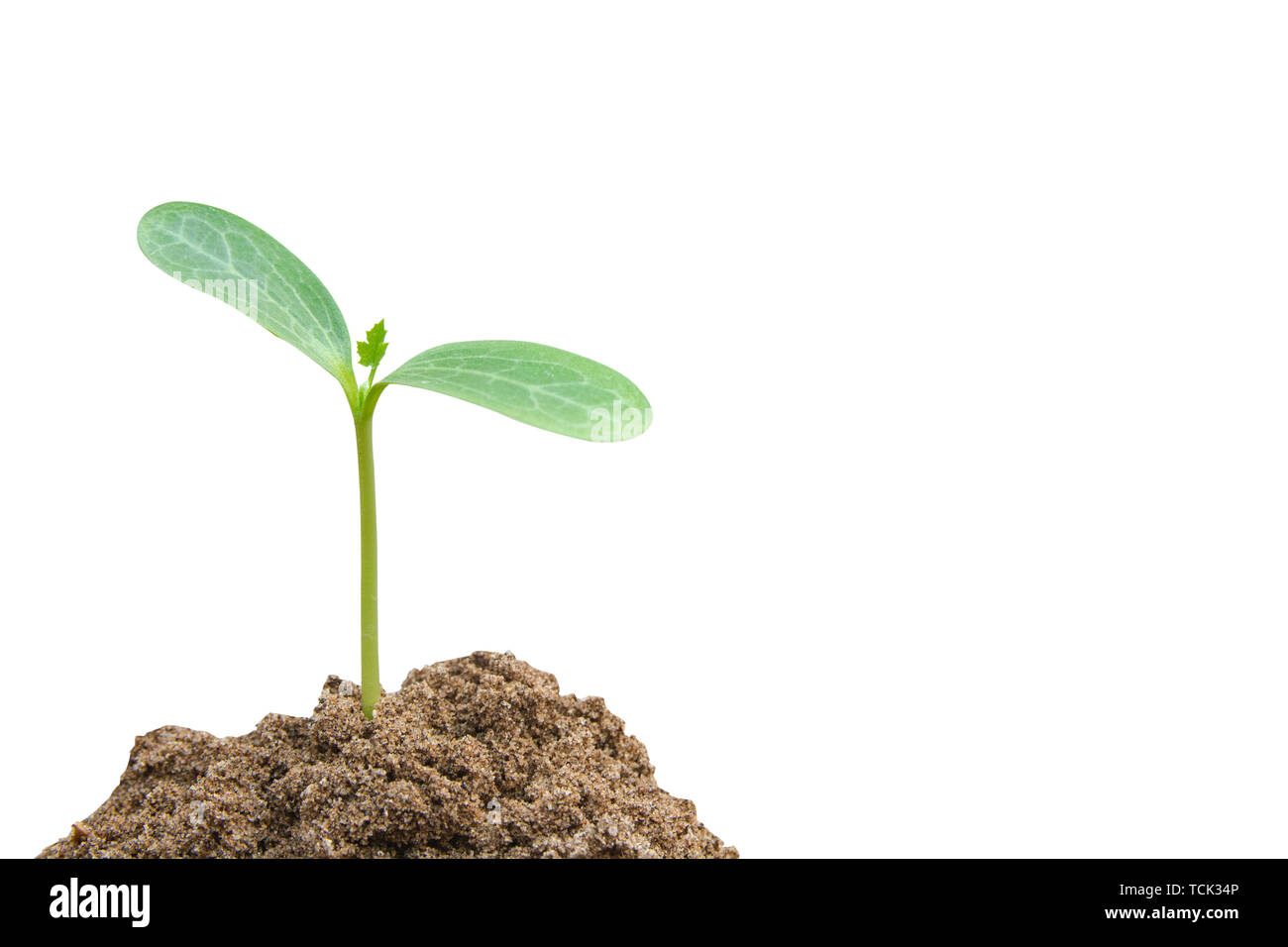 Green sprout growing, young plant from soil isolated on white ...