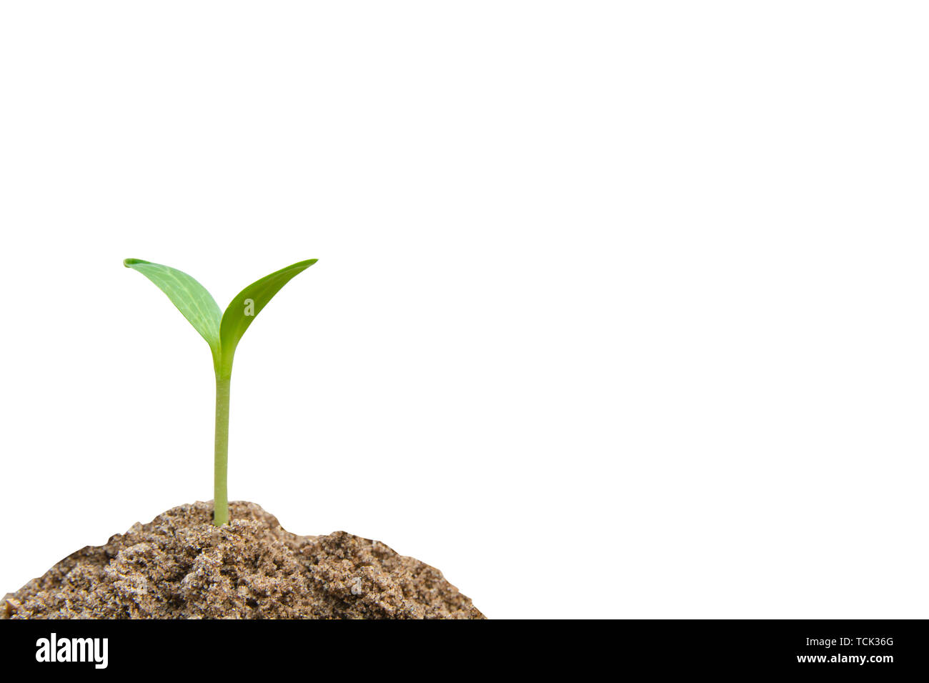 Green sprout growing, young plant from soil isolated on white ...