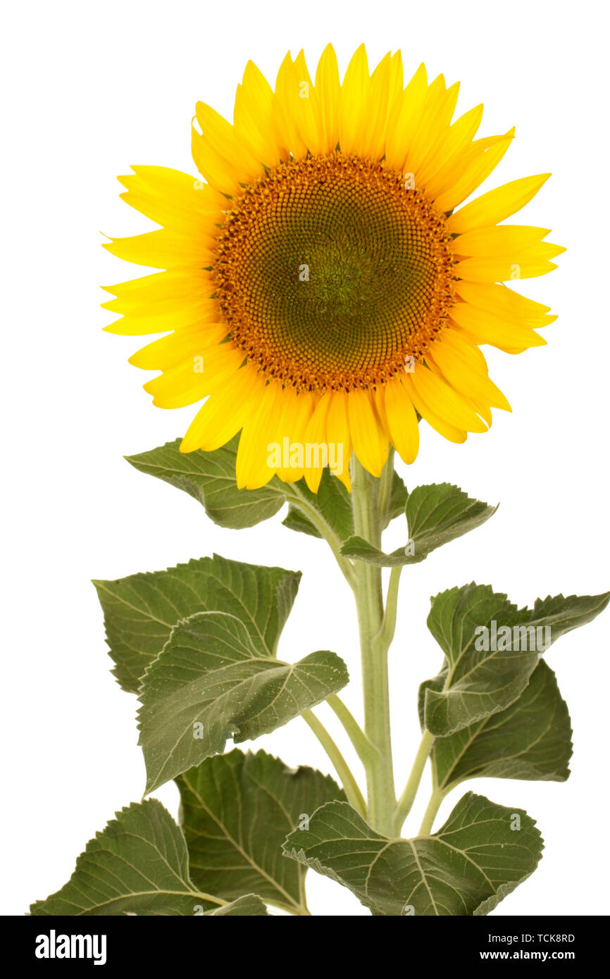 sunflower isolated on white Stock Photo - Alamy