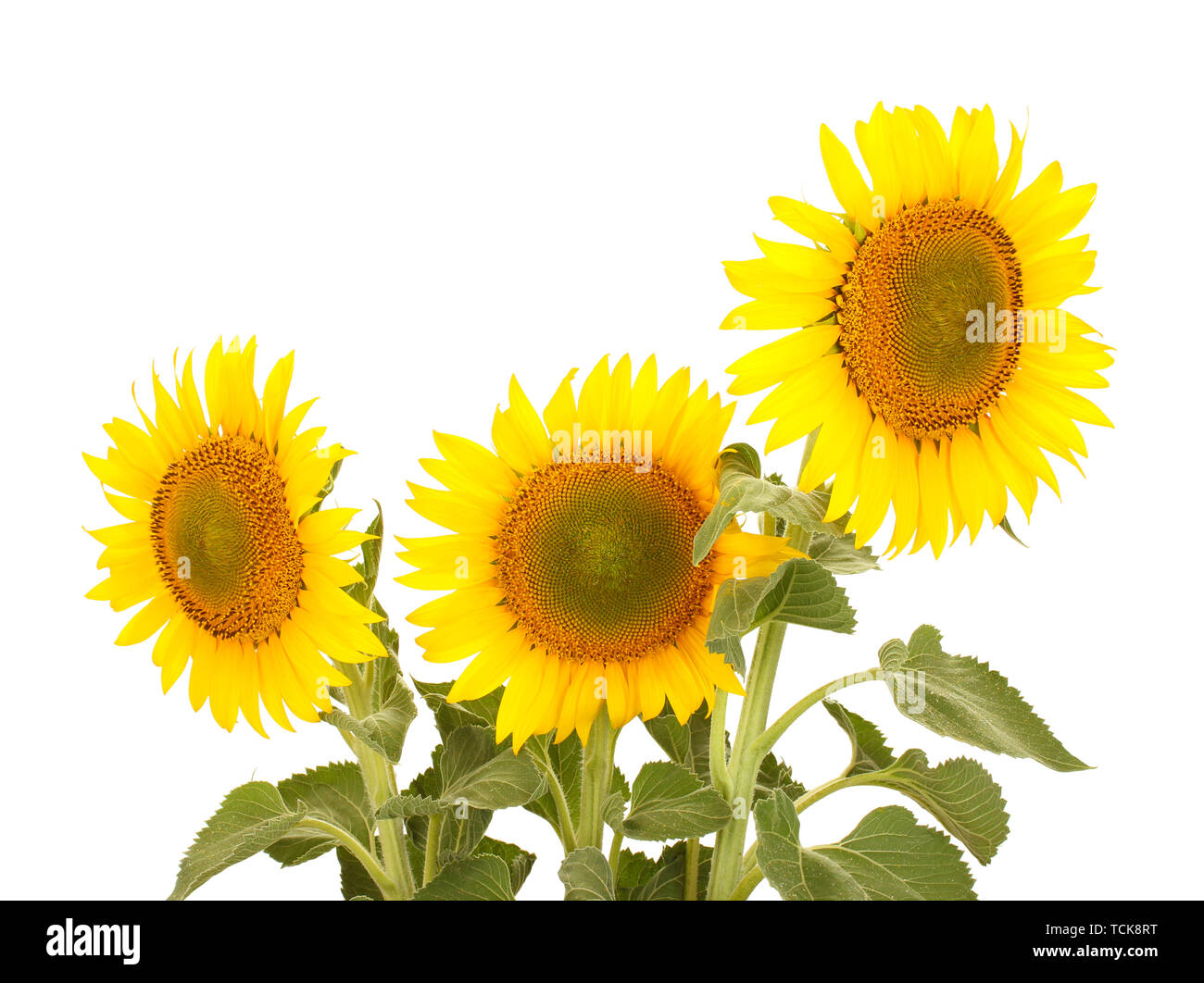 sunflowers isolated on white Stock Photo - Alamy