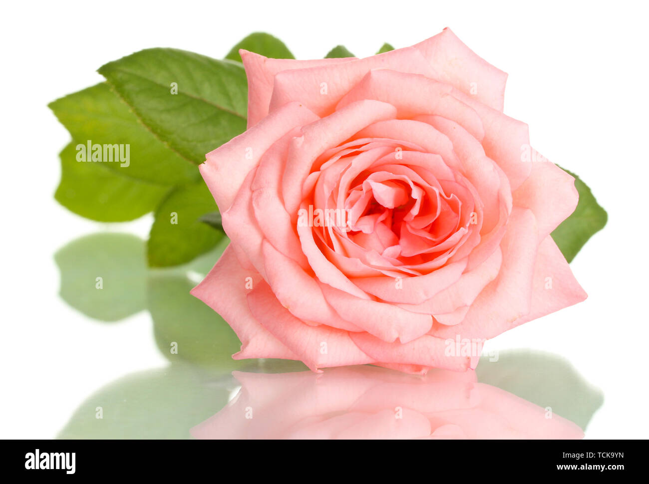 Pink rose isolated on white Stock Photo - Alamy