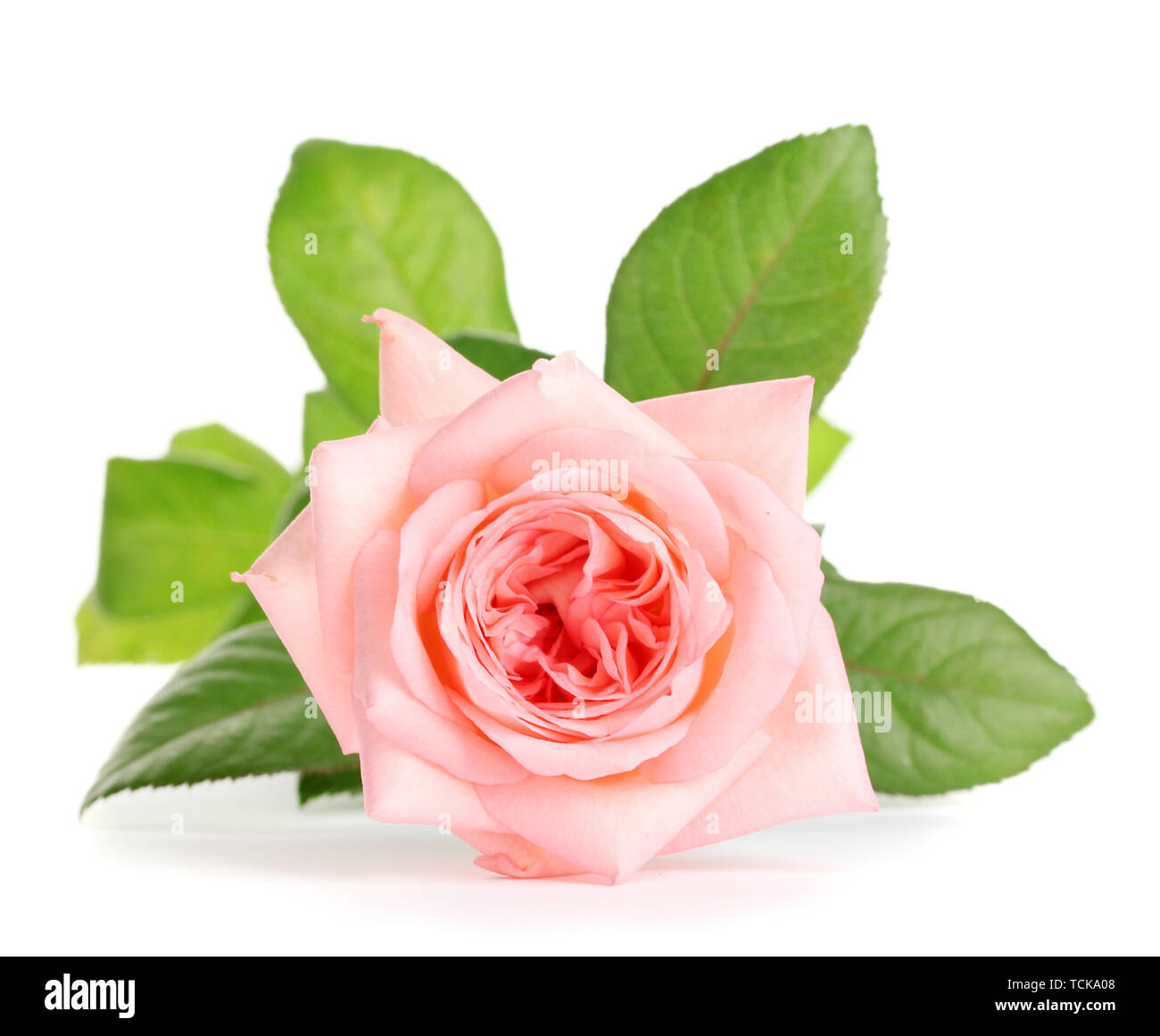 Pink rose isolated on white Stock Photo - Alamy